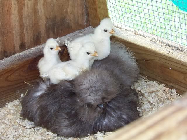 chicks7-9-08043.jpg