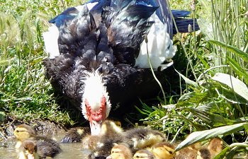 muscovy with ducklings.JPG