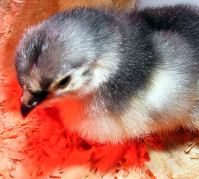chicks004.jpg