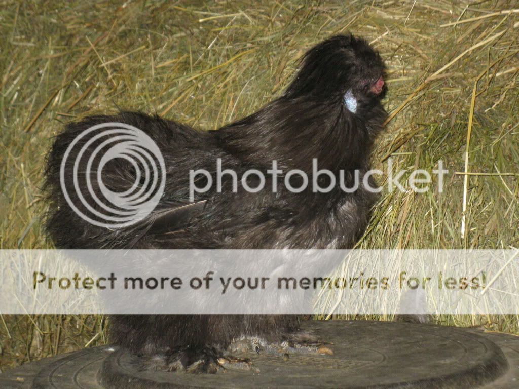 Chickens_0981.jpg