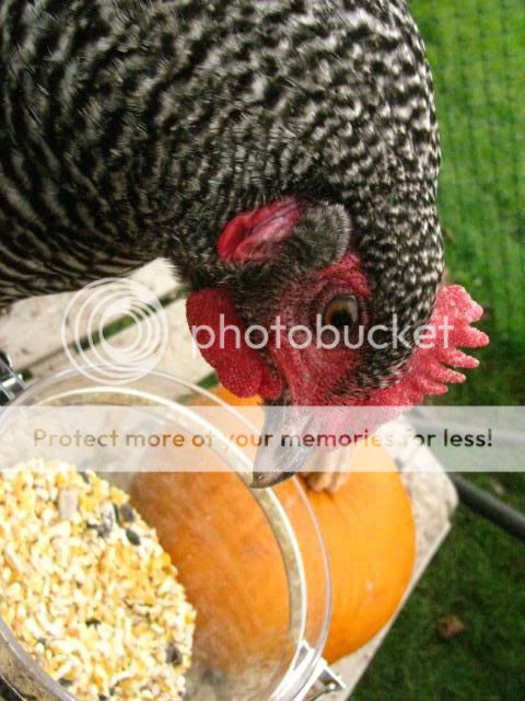 IMG_0416.jpg