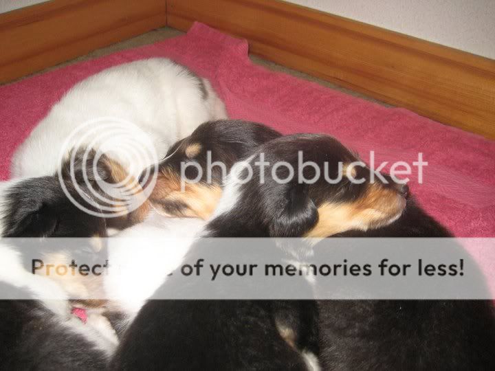 puppypile.jpg