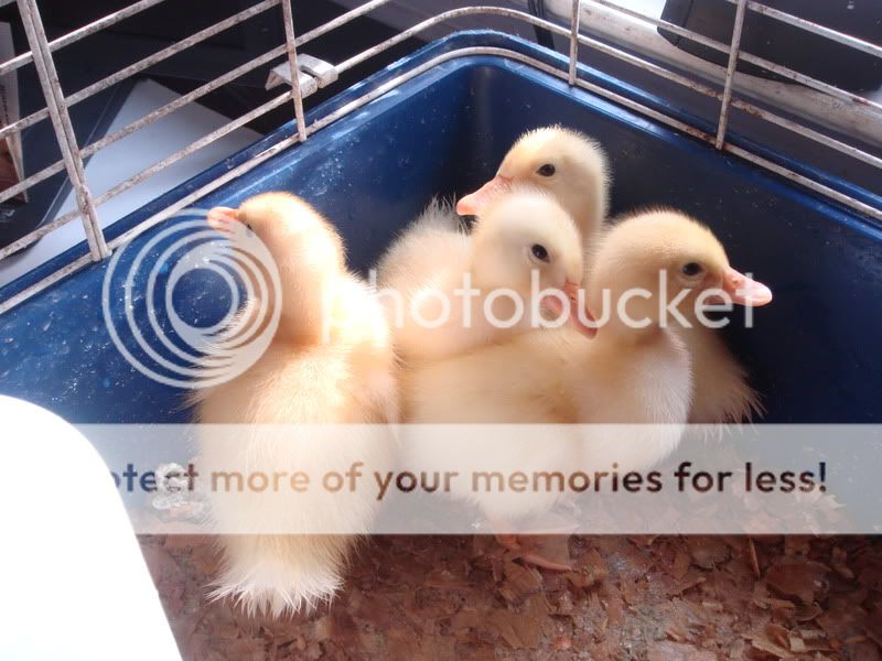 Ducklings004.jpg