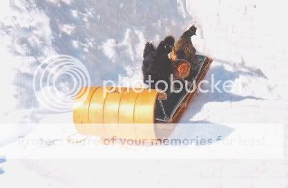 sledchooks2.jpg