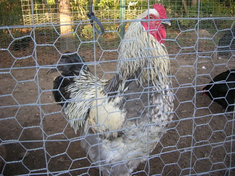 jan2010chickens180.jpg