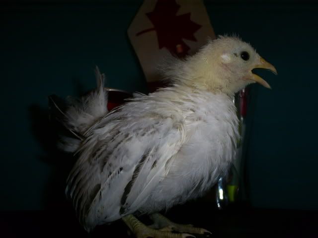 painted095.jpg
