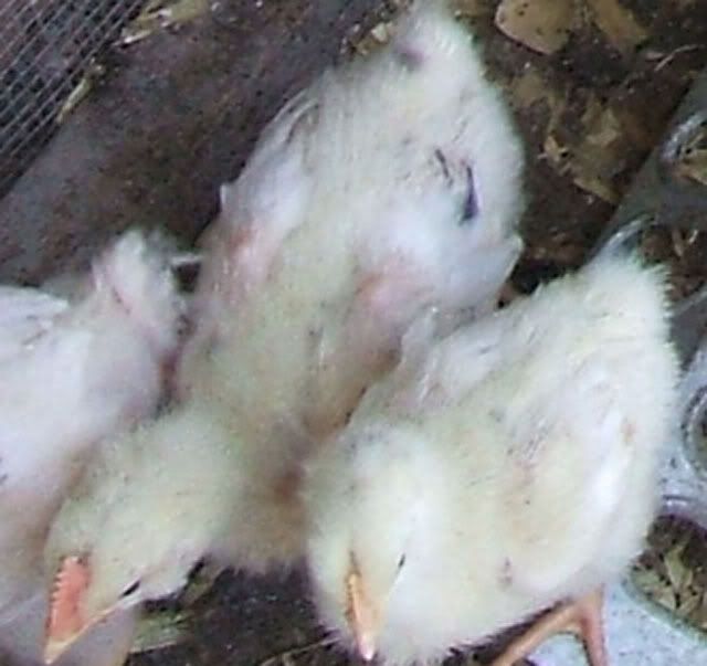 Chickensandturkeys001-1.jpg