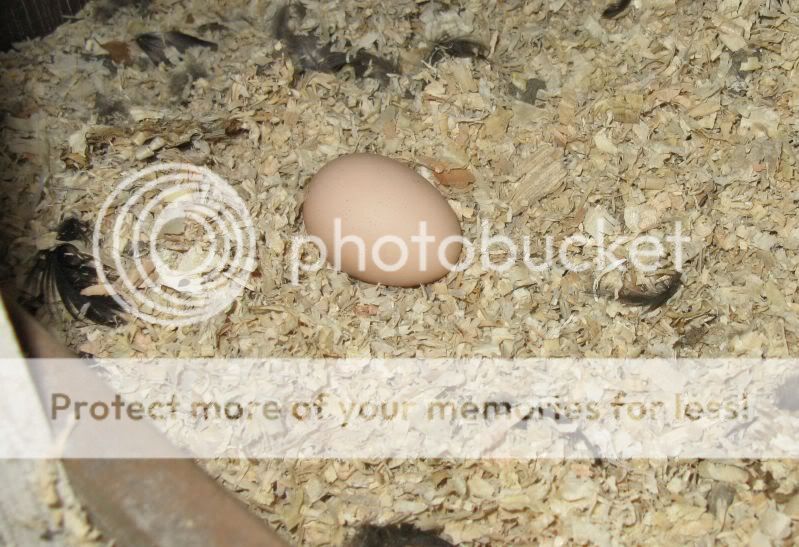 1stegg.jpg