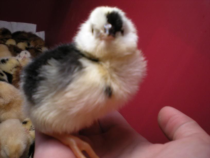 hatch017.jpg