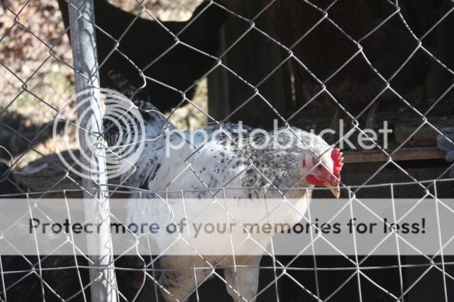 chickens0110012.jpg