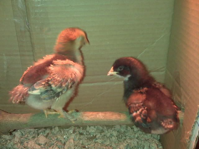 roosting.jpg