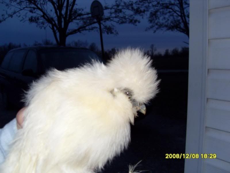 SDC10760.jpg