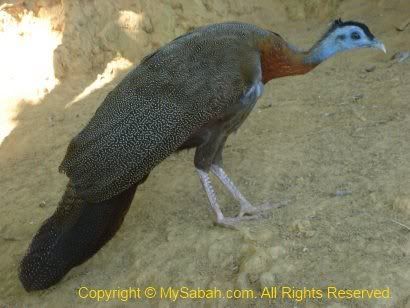 GreatArguspeafowlsubadult.jpg