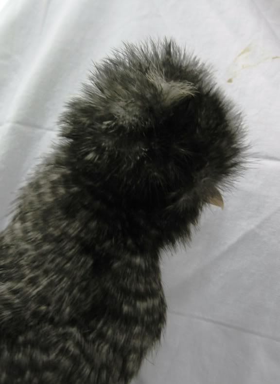 chicksfeb2010036.jpg