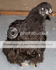 BlackCochinBigone.jpg