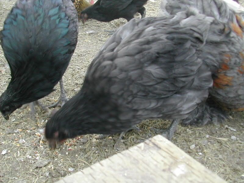 DSCN2813.jpg