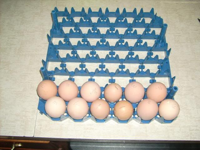 BrowerBrooder014.jpg