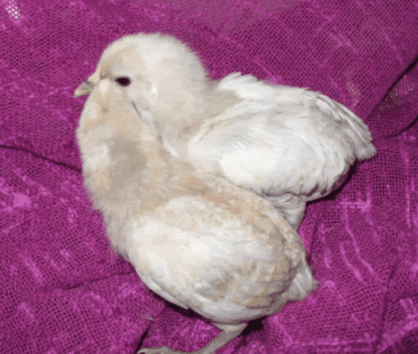 ScreenHunter_36May011444.gif