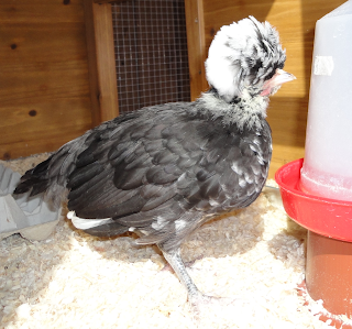 peggy+wattles.png