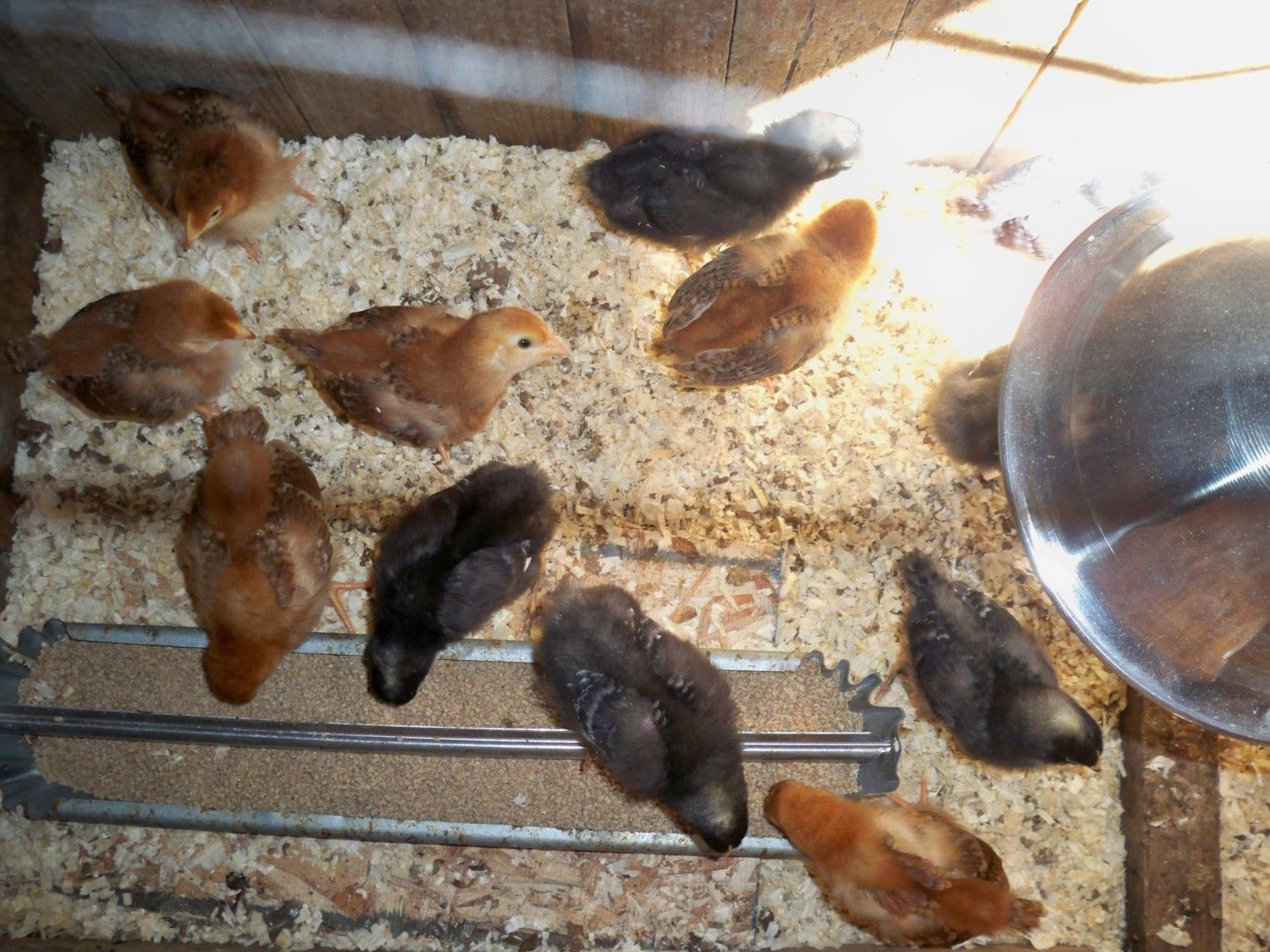 200x200px-ZC-bd6581dd_wayneschickens5-19-2012051.jpeg