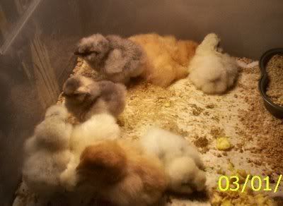 chicks29Feb2.jpg