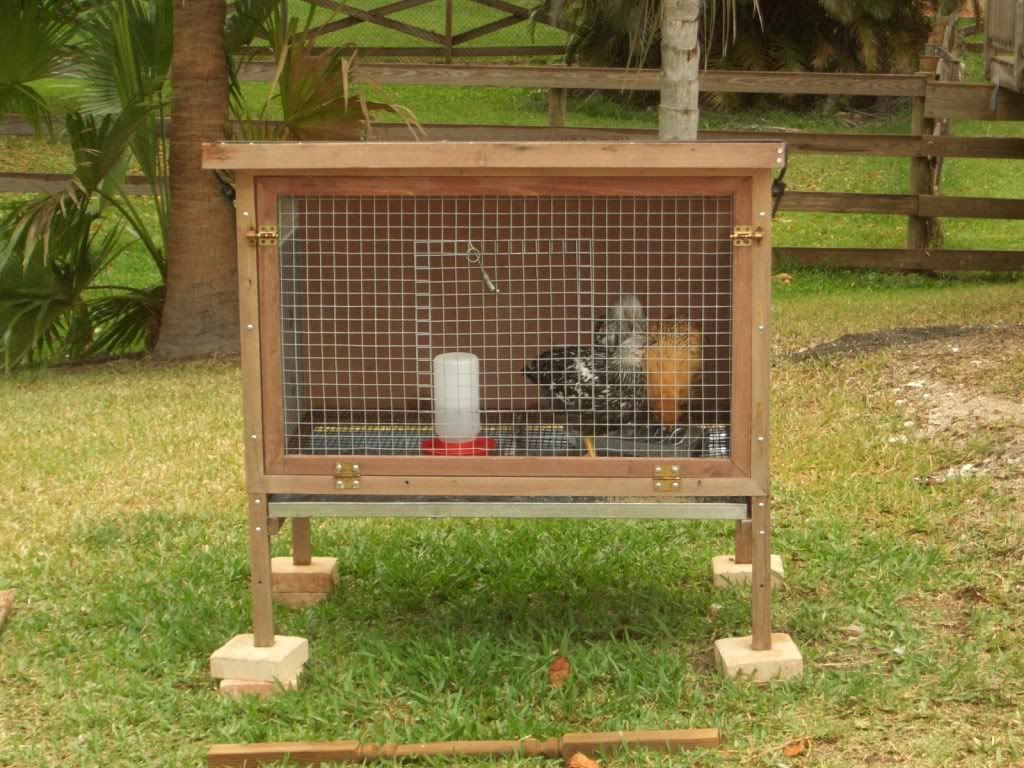 Chickenscoop015.jpg
