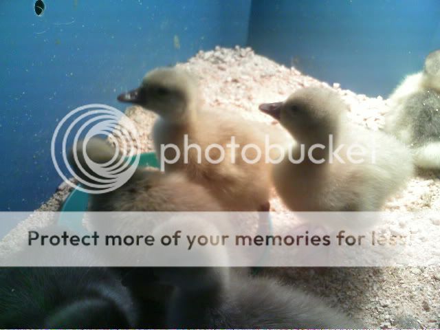 PICT0428.jpg