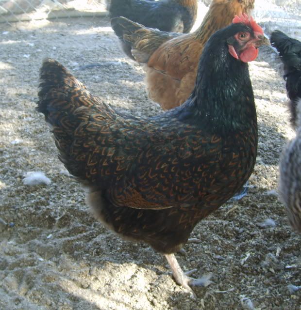 barnevelder001.jpg