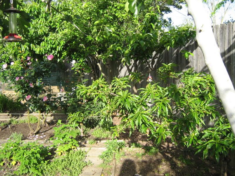 NewBackyard039.jpg