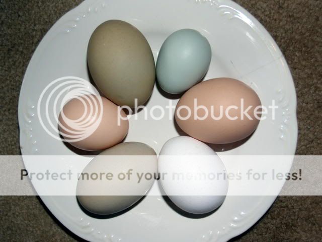 Eggs0662.jpg