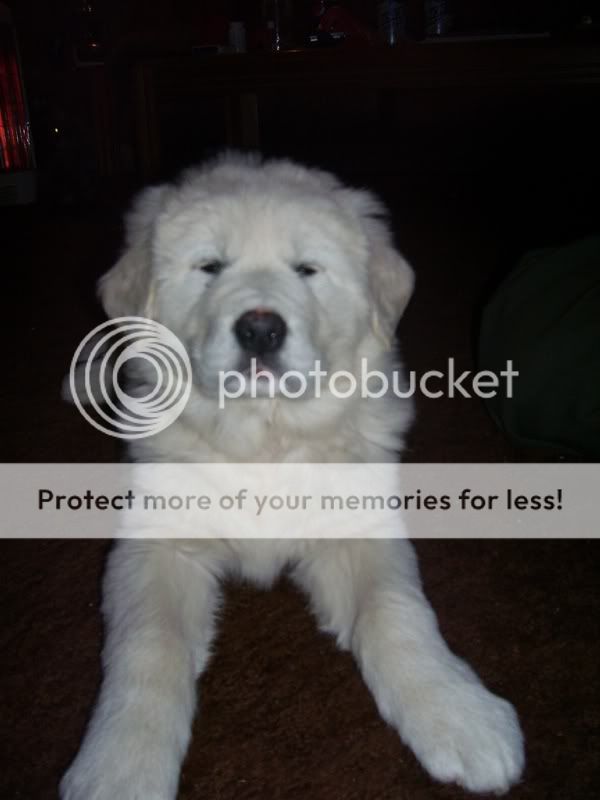 puppeehz063.jpg