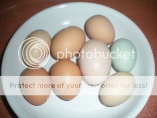 Eggs11-4-08.jpg