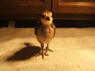 TSCChicks41609001.jpg