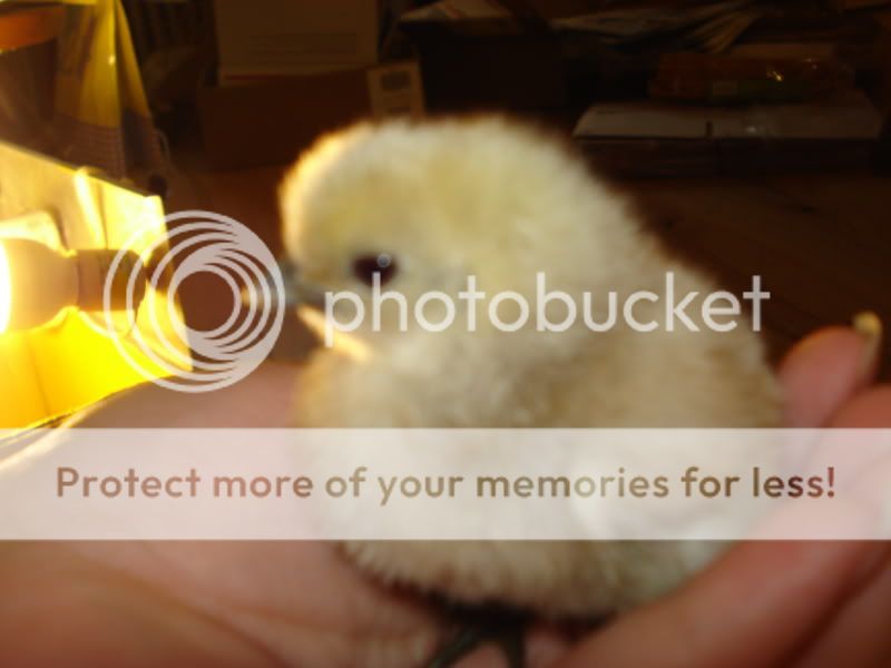 chicks001.jpg