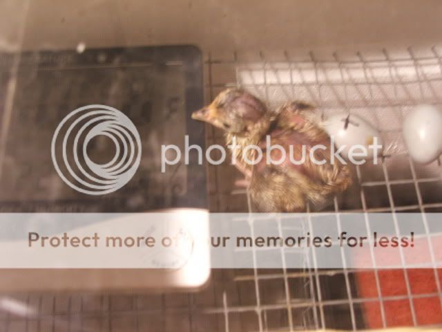 1stpheasant001.jpg