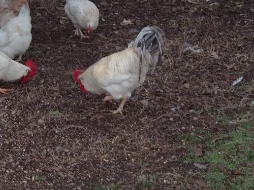 YardBirds03.jpg