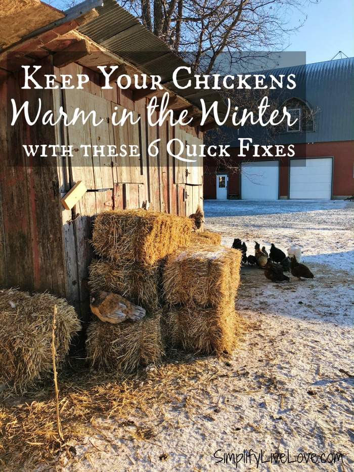 Keeping-Chickens-Warm-in-Winter-Made-Easy-with-6-Quick-Fixes.jpg