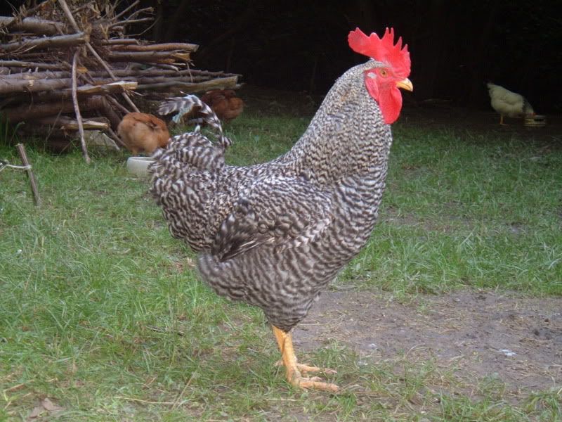 DSCF4721.jpg