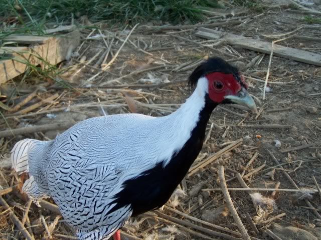 pheasant002.jpg