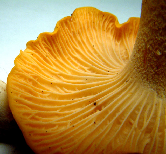 94226-chantgills.jpg