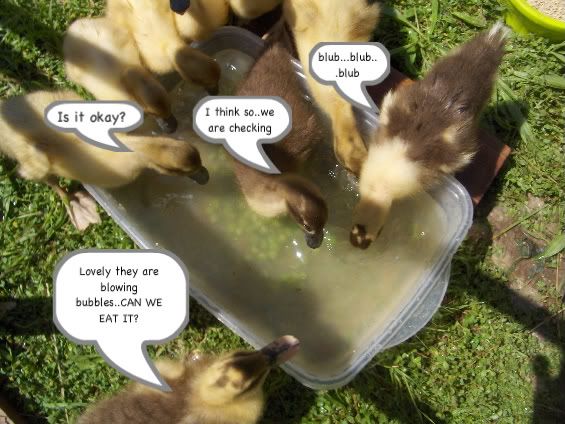 11daysoldpeas2-1.jpg