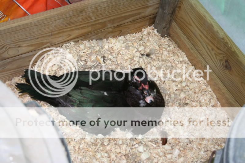 IMG_2285.jpg