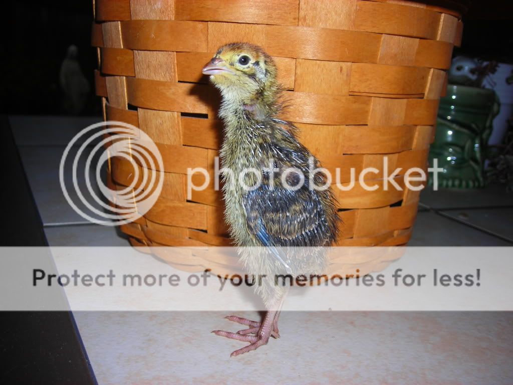 DSCN2779.jpg