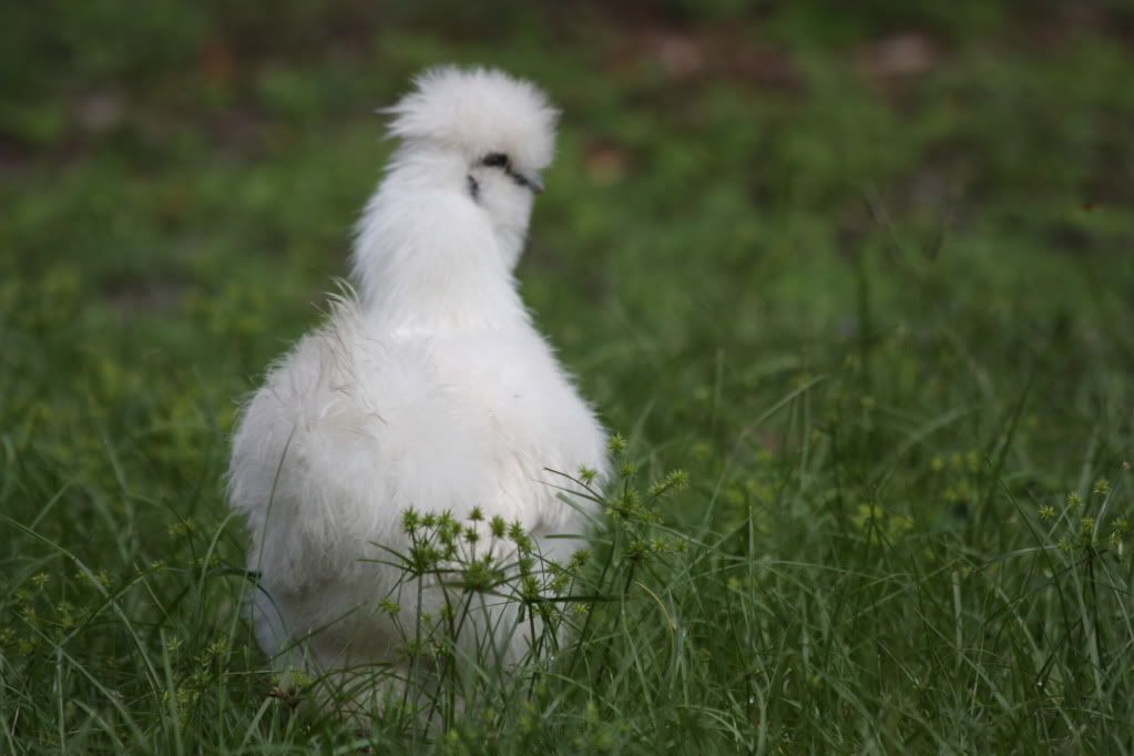 chicken2013.jpg