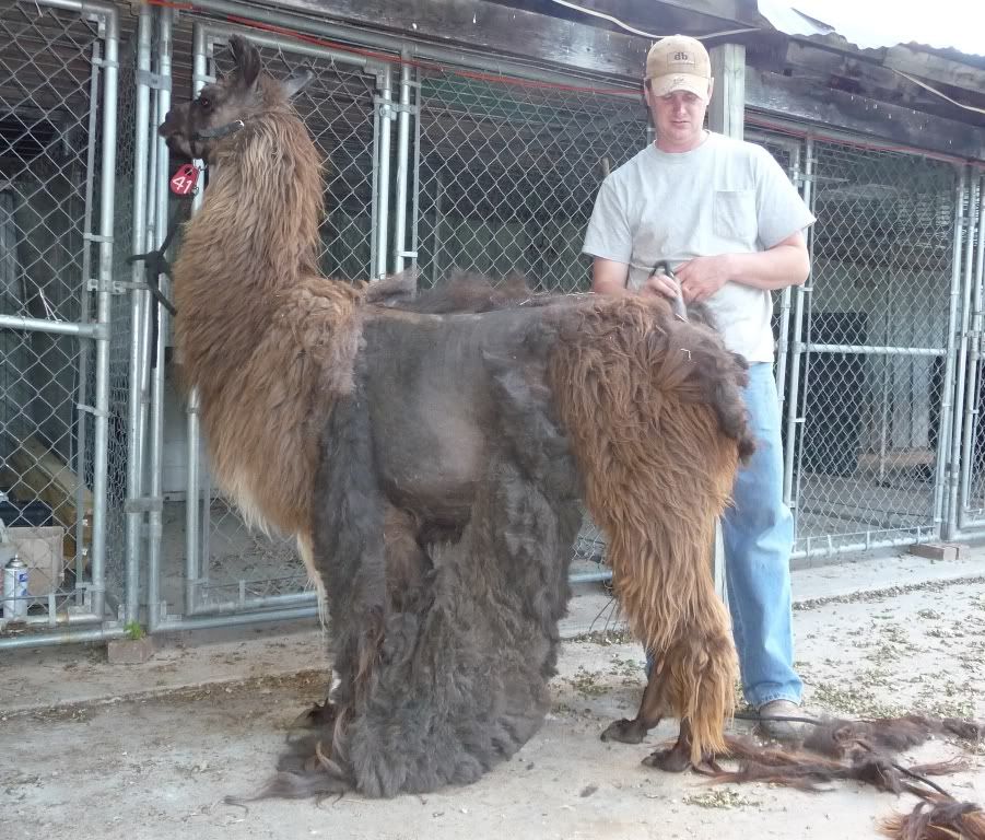 1shear.jpg