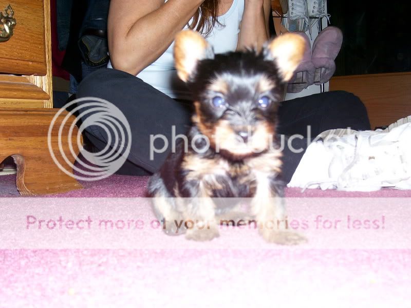 Puppies017.jpg