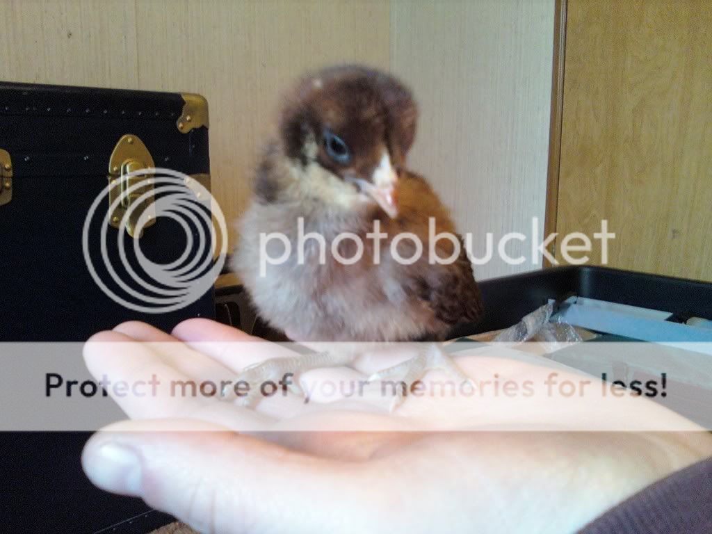 0419091130b.jpg
