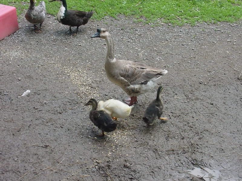 Gooseandducklingseating.jpg