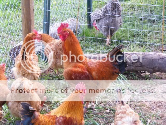 Coop-fence027.jpg