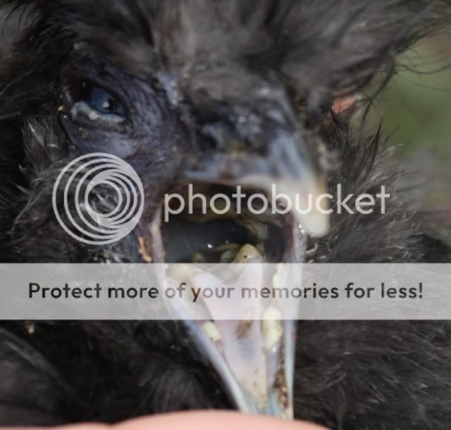 CopyofSicksilkie022.jpg